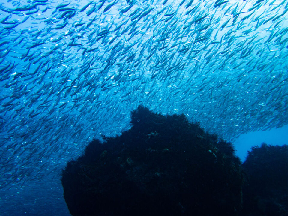伊豆大島ダイビングをイメージした青い海と魚群の水中写真
