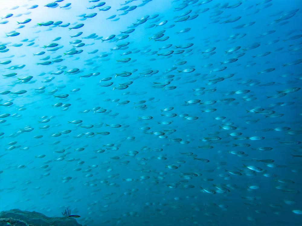 伊豆山ダイビングで見られる魚の群れ