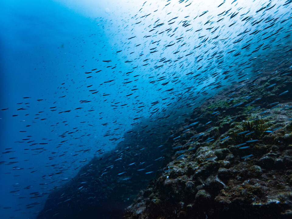 南伊豆・妻良ダイビングをイメージした青い海と魚影、岩場の水中写真