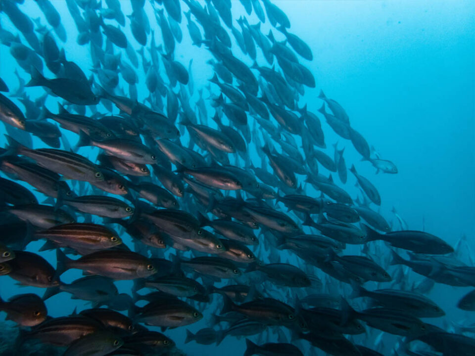 南伊豆・中木ダイビングをイメージした青い海と魚群の水中写真