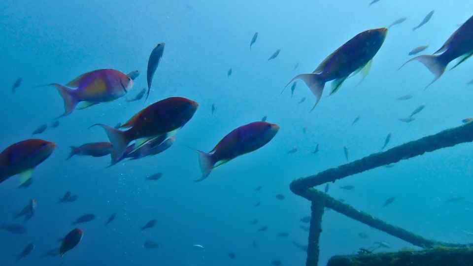 大瀬崎湾内を群れで泳ぐアカオビハナダイ