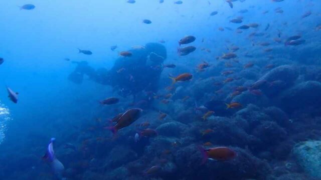 大瀬崎の岬の先端に群れるキンギョハナダイ