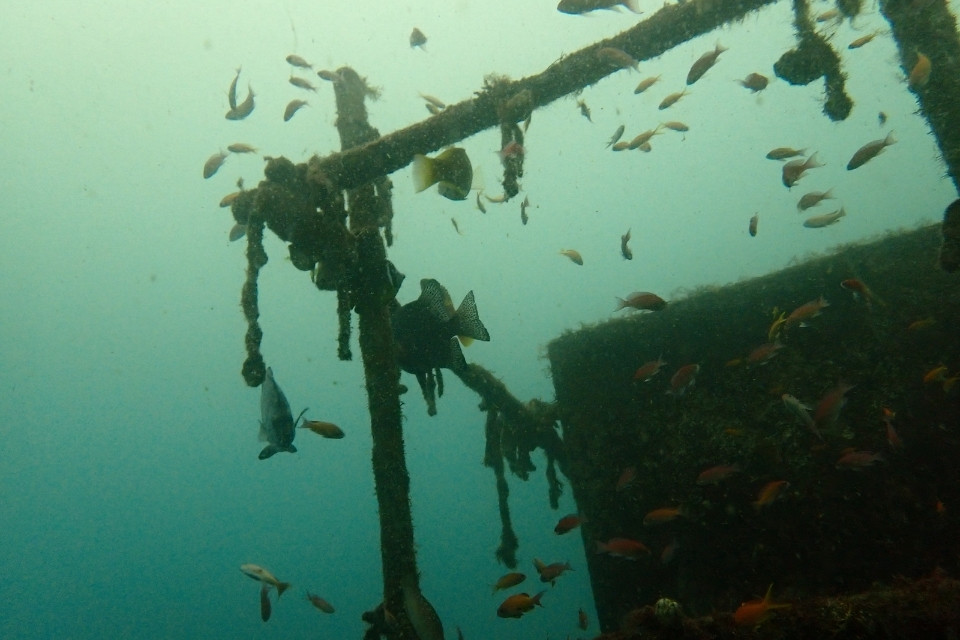 雨水の影響で緑がかった大瀬崎の水中に、人工物の周りを泳ぐ魚の群れが見られる様子。