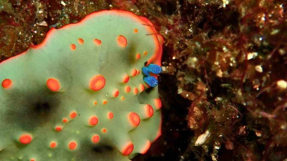 大瀬崎で観察した白とオレンジ色のハナオトメウミウシ