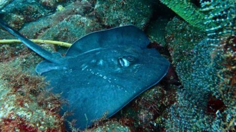 大瀬崎湾内の岩陰で休むホシエイ