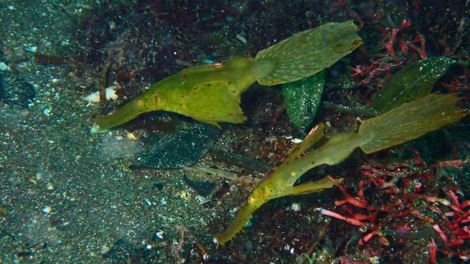 大瀬崎湾内で海藻に紛れるカミソリウオ