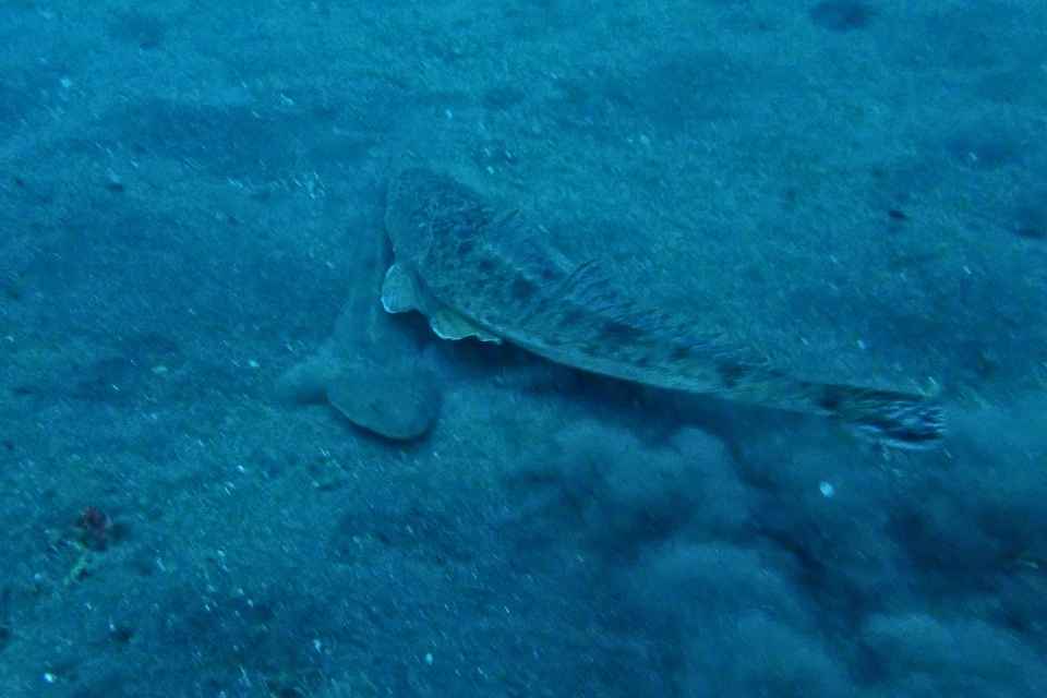大瀬崎湾内の砂地を泳ぐ大きなコチ