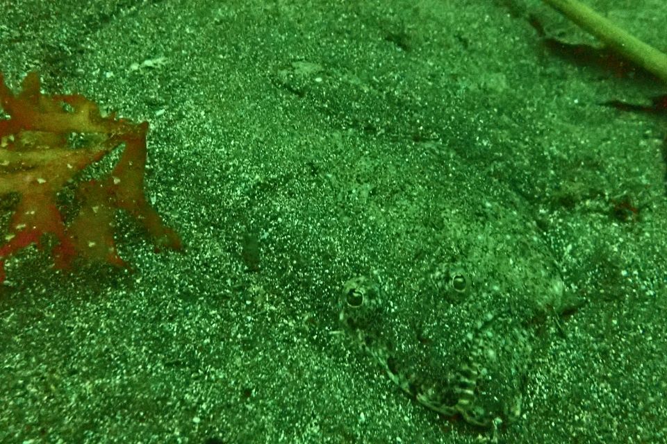 大瀬崎の砂地に体を溶け込ませる大きなヒラメ
