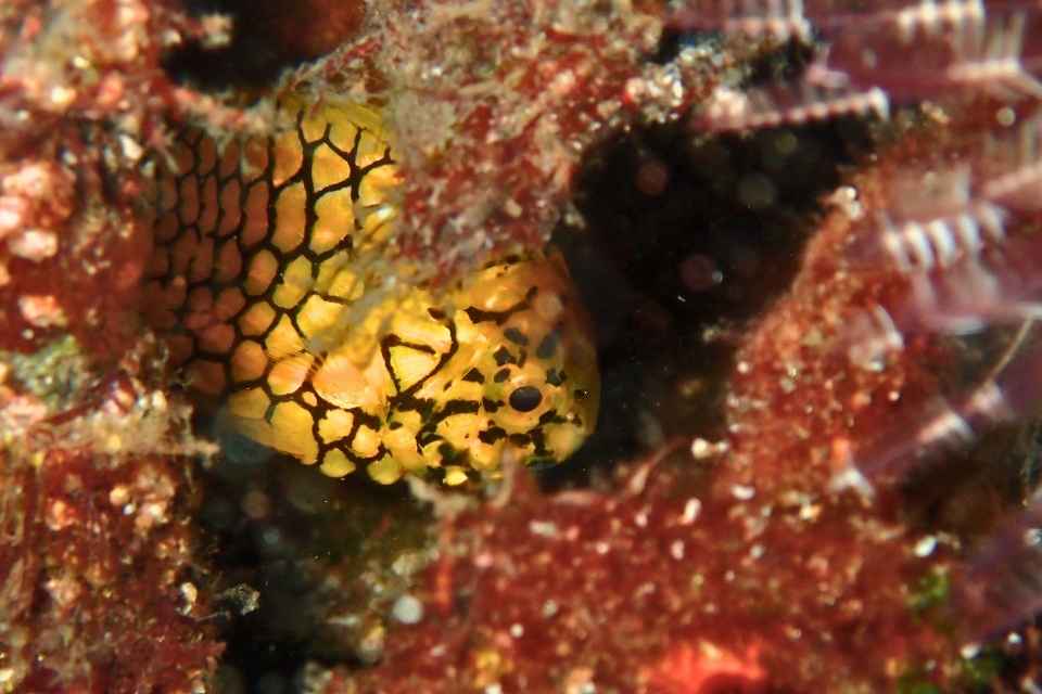 大瀬崎湾内の岩陰に隠れる黄色いマツカサウオ