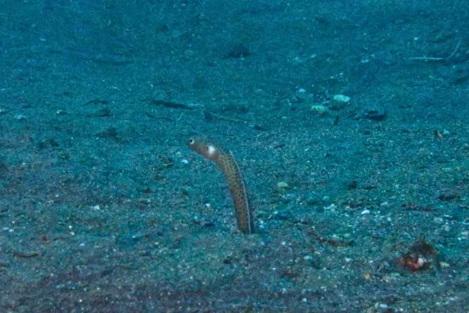 大瀬崎湾内の砂地から顔を出すニゲミズチンアナゴ