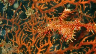 大瀬崎のオレンジ色のヤギに擬態するニシキフウライウオのペア