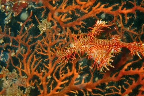 大瀬崎のオレンジ色のヤギに擬態するニシキフウライウオのペア