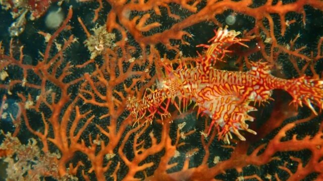 大瀬崎のオレンジ色のヤギに擬態するニシキフウライウオのペア