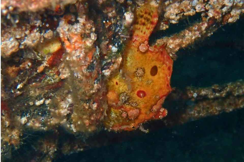 大瀬崎湾内の岩場に隠れるオレンジ色のベニカエルアンコウ