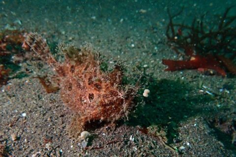 osezaki-red-frogfish-20260628.jpg