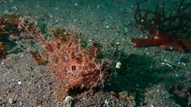 osezaki-red-frogfish-20260628.jpg