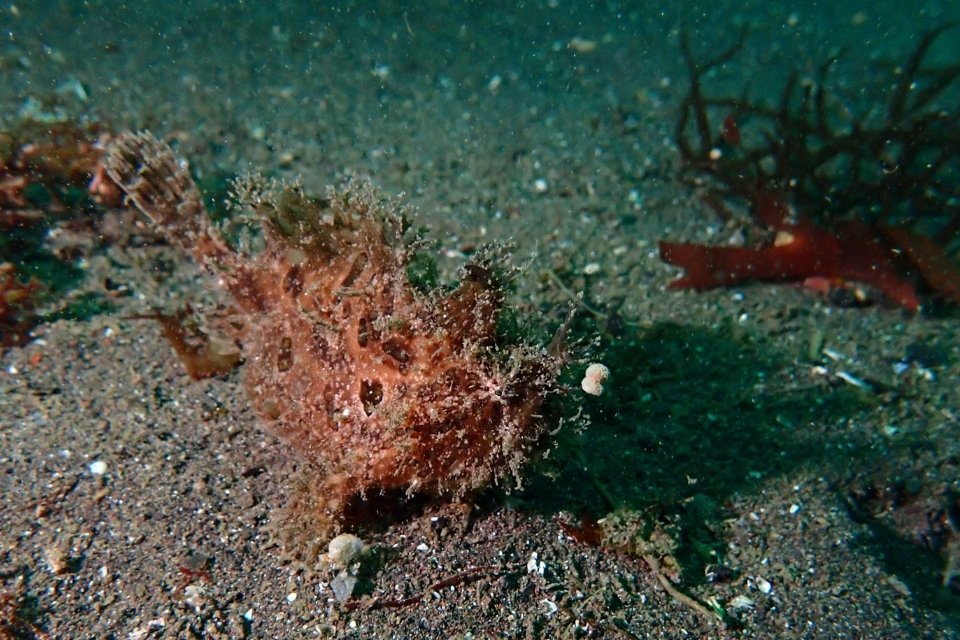 osezaki-red-frogfish-20260628.jpg
