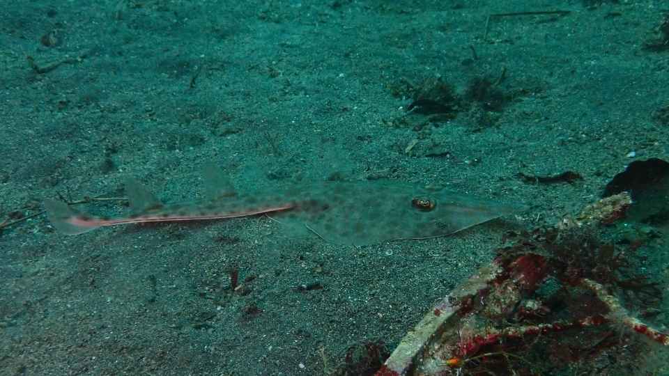 大瀬崎湾内の砂地で見つけたサカタザメの子ども