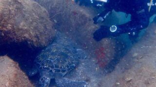 大瀬崎湾内でウミガメを観察するダイバー