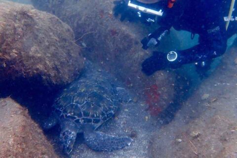 大瀬崎湾内でウミガメを観察するダイバー