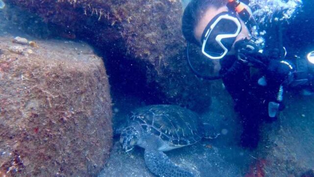 大瀬崎のファンダイビングでウミガメと一緒に撮影するダイバー