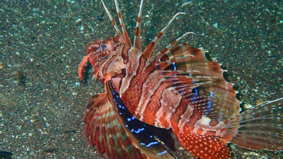 大瀬崎湾内の砂地で胸びれを広げるセトミノカサゴ