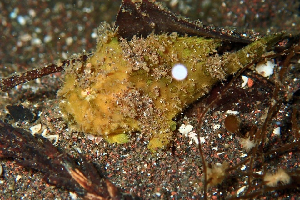 大瀬崎の砂地で見られた黄色いオオモンカエルアンコウの幼魚。海藻や砂に紛れるようにじっとしている様子。