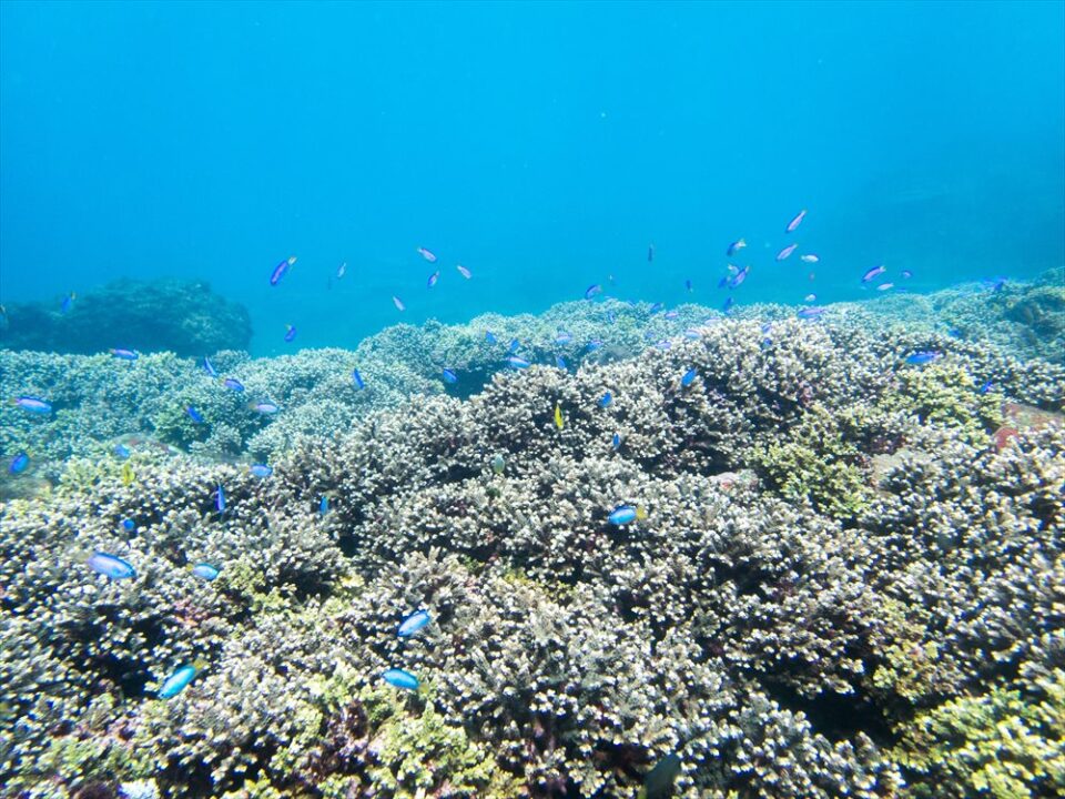 田子白崎のサンゴ群生と魚たち