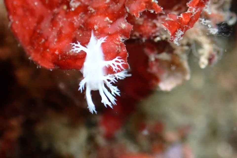 西伊豆・田子の白崎で見つけたユビノウハナガサウミウシ