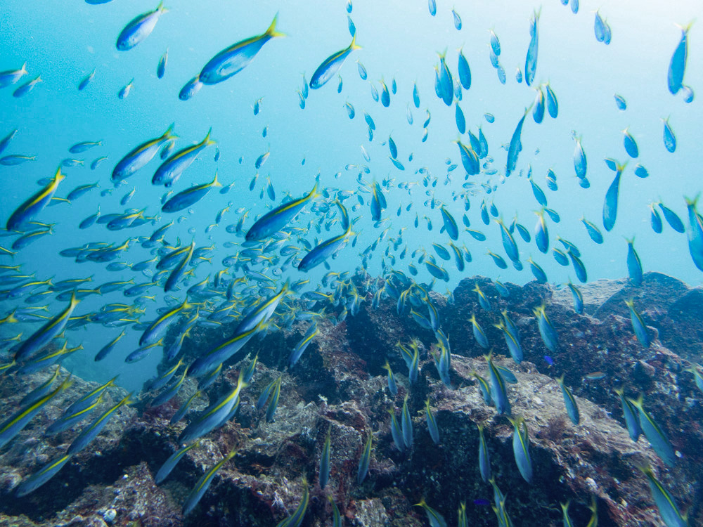 八幡野の海で広がる魚影