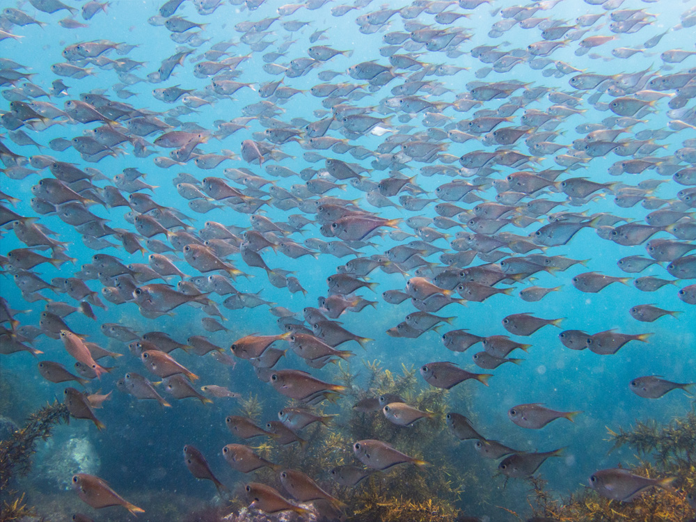 八幡野ダイビングで見られる魚の群れ
