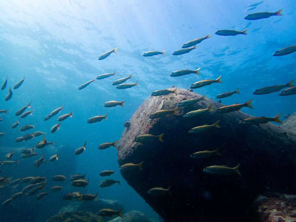 八幡野の浅場で見られる小魚の群れ