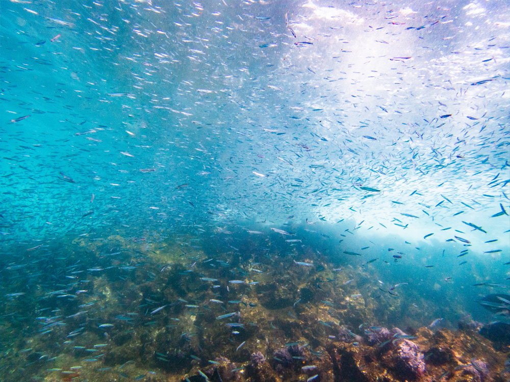 八幡野の岩場と魚たちの水中風景